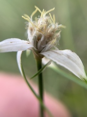 Rhynchospora colorata