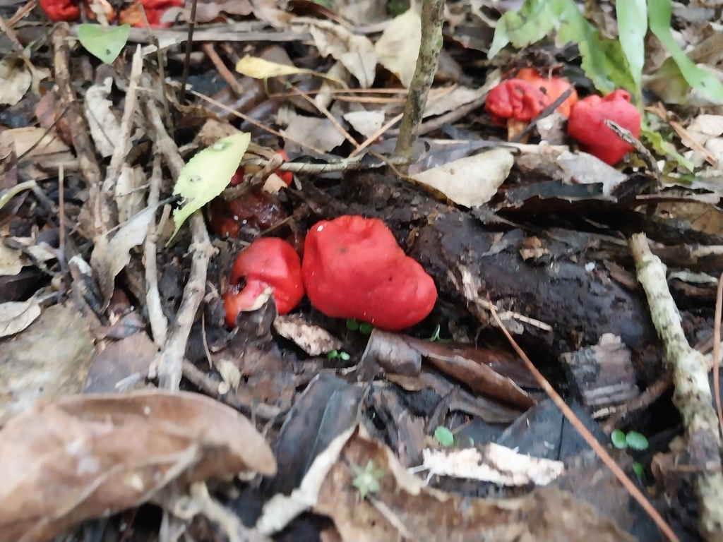 Leratiomyces erythrocephalus · April 2025 · photo: © kiwialli (iNaturalist, cc-by)
