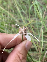 Rhynchospora colorata