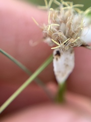 Rhynchospora colorata