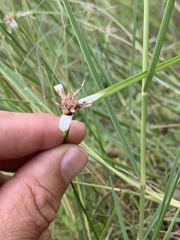 Rhynchospora colorata