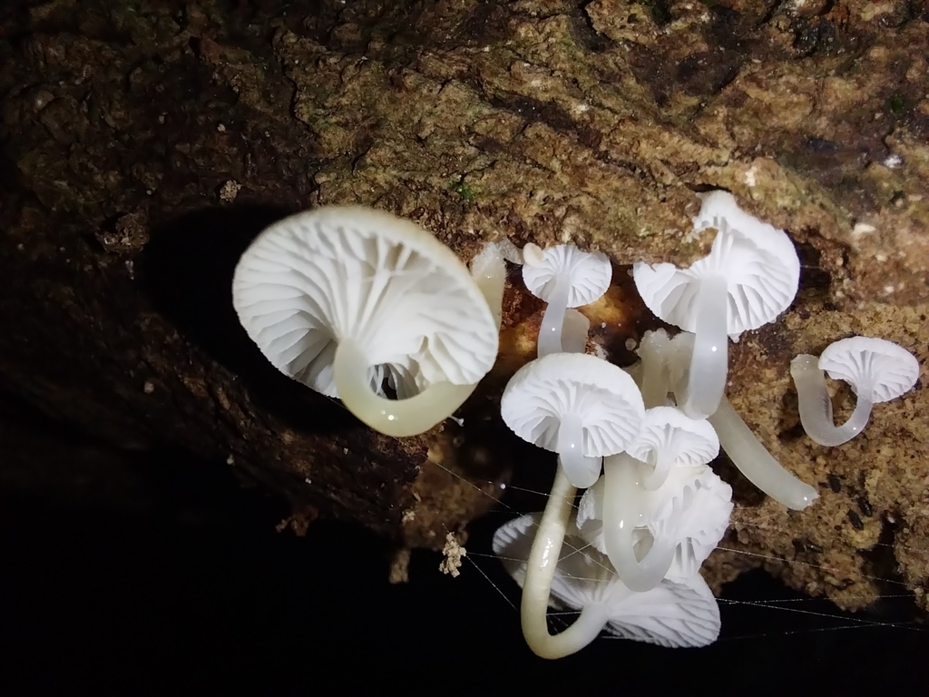 Roridomyces austrororidus · April 2025 · photo: © kiwialli (iNaturalist, cc-by)