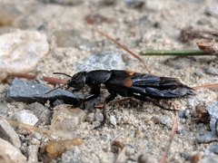 Platydracus fossator