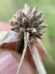 Rhynchospora colorata