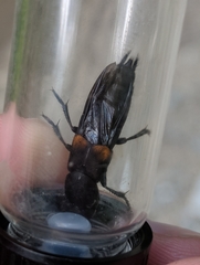 Platydracus fossator