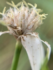 Rhynchospora colorata