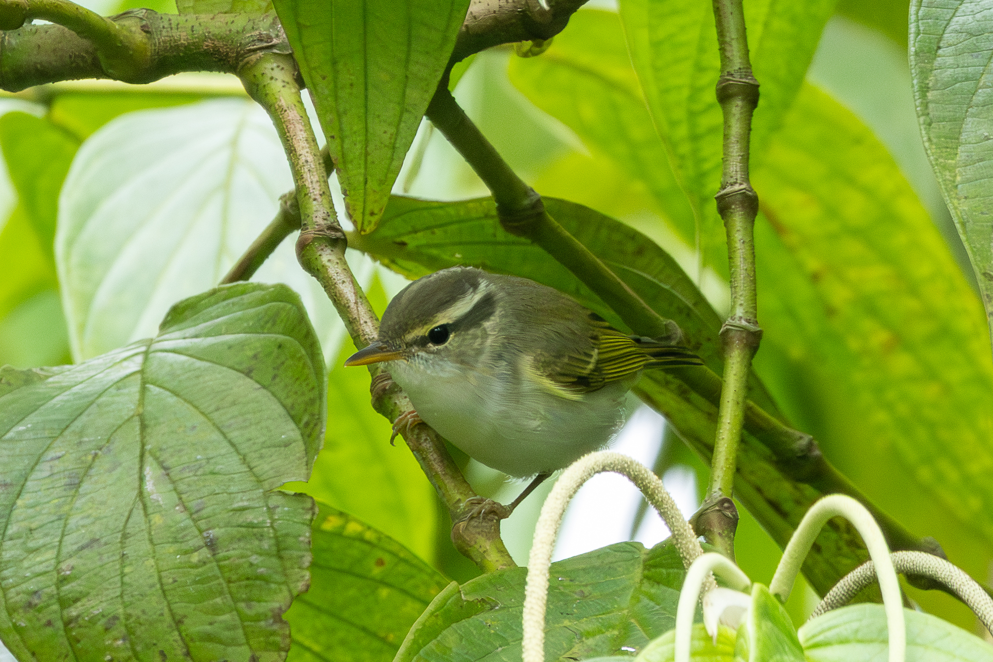 Eastern Crowned Warbler (Phylloscopus coronatus)