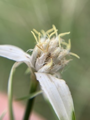 Rhynchospora colorata