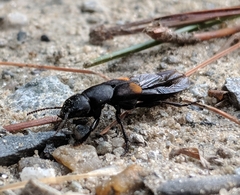 Platydracus fossator