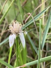 Rhynchospora colorata