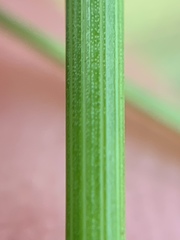 Rhynchospora colorata