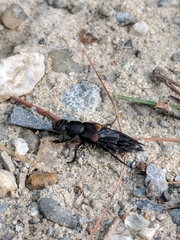Platydracus fossator