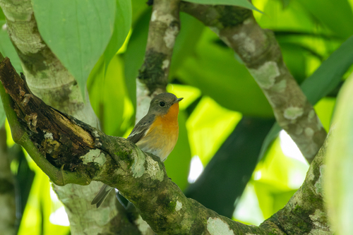Mugimaki Flycatcher (Ficedula mugimaki), photo 6