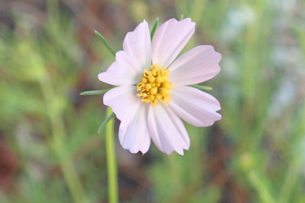 southwestern cosmos