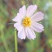 Southwestern Cosmos - Photo (c) semiferalhiker, some rights reserved (CC BY-NC), uploaded by semiferalhiker