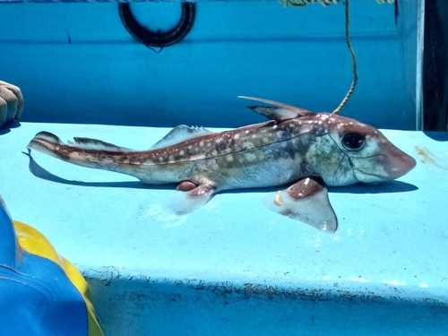 Angel fish (Hydrolagus colliei) — Chimaeridae — 3
