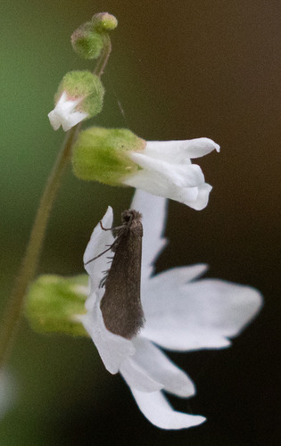 iNaturalist observation photo of Greya politella
