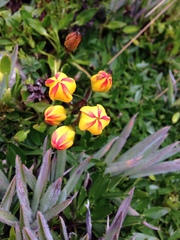 Gentianella hirculus