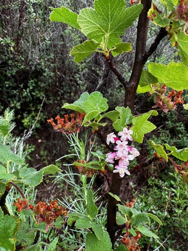 Image of Chaparral currant by no rights reserved