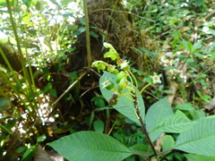 Burmeistera multiflora