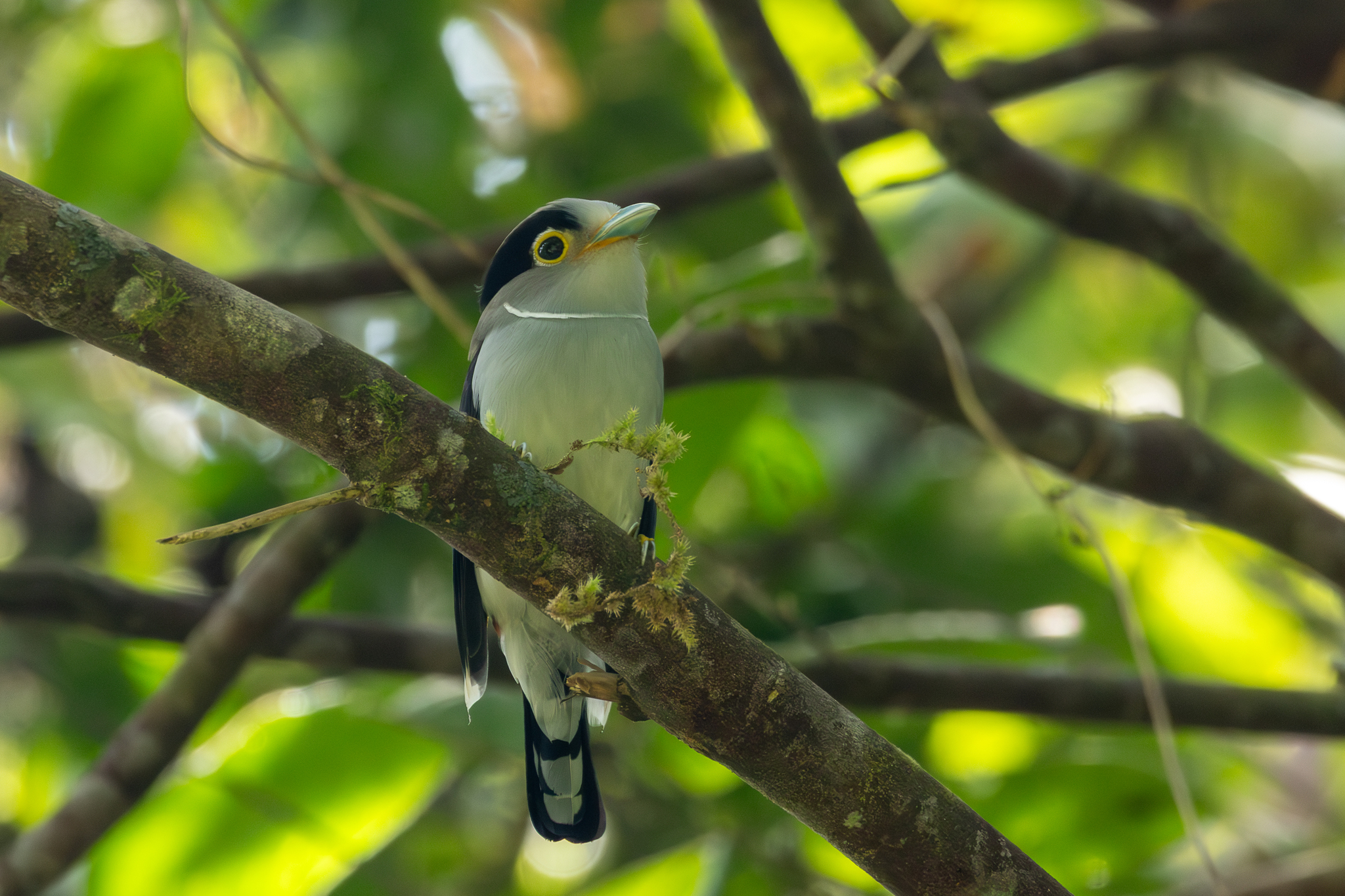 Silver-breasted Broadbill illustration