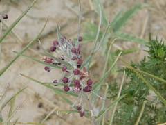Asclepias brachystephana