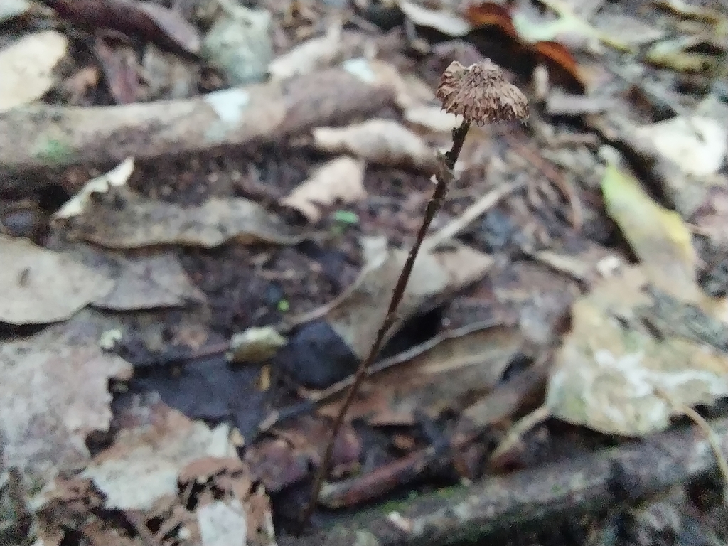 Crinipellis procera · April 2025 · photo: © kiwialli (iNaturalist, cc-by)