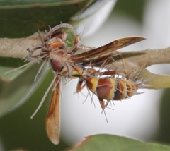 Ophiocordyceps humbertii