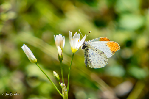 Falcate Orangetip photo 3