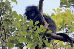Trachypithecus mauritius
