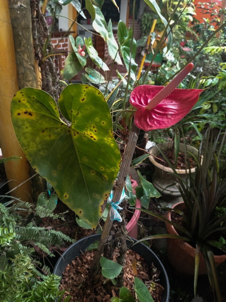 Anthurium flamingo flower detail