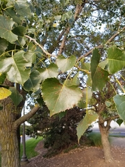 Populus deltoides