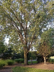 Populus deltoides