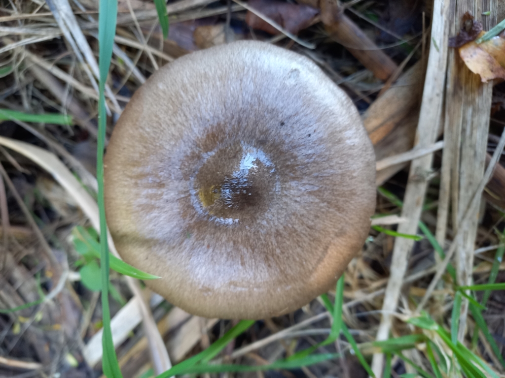 Volvopluteus gloiocephalus · April 2025 · photo: © meurkc (iNaturalist, cc-by)