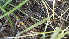 Tropidoclonion lineatum