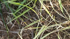 Tropidoclonion lineatum