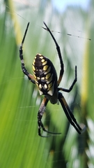 Argiope aurantia