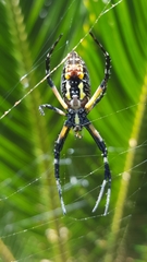 Argiope aurantia