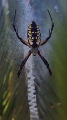 Argiope aurantia