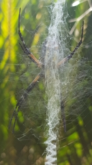 Argiope aurantia