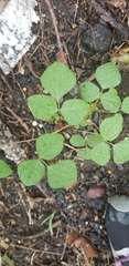 Desmodium rotundifolium