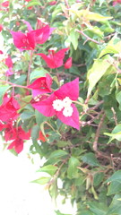 Bougainvillea
