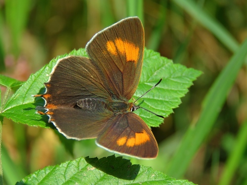 Brown Hairstreak