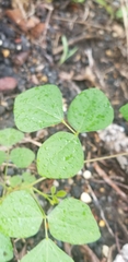 Desmodium rotundifolium