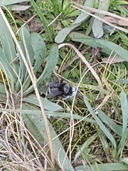 Bombus funebris