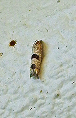 Pelochrista costastriata