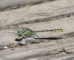 Ophiogomphus morrisoni
