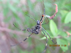 Trichonephila clavata