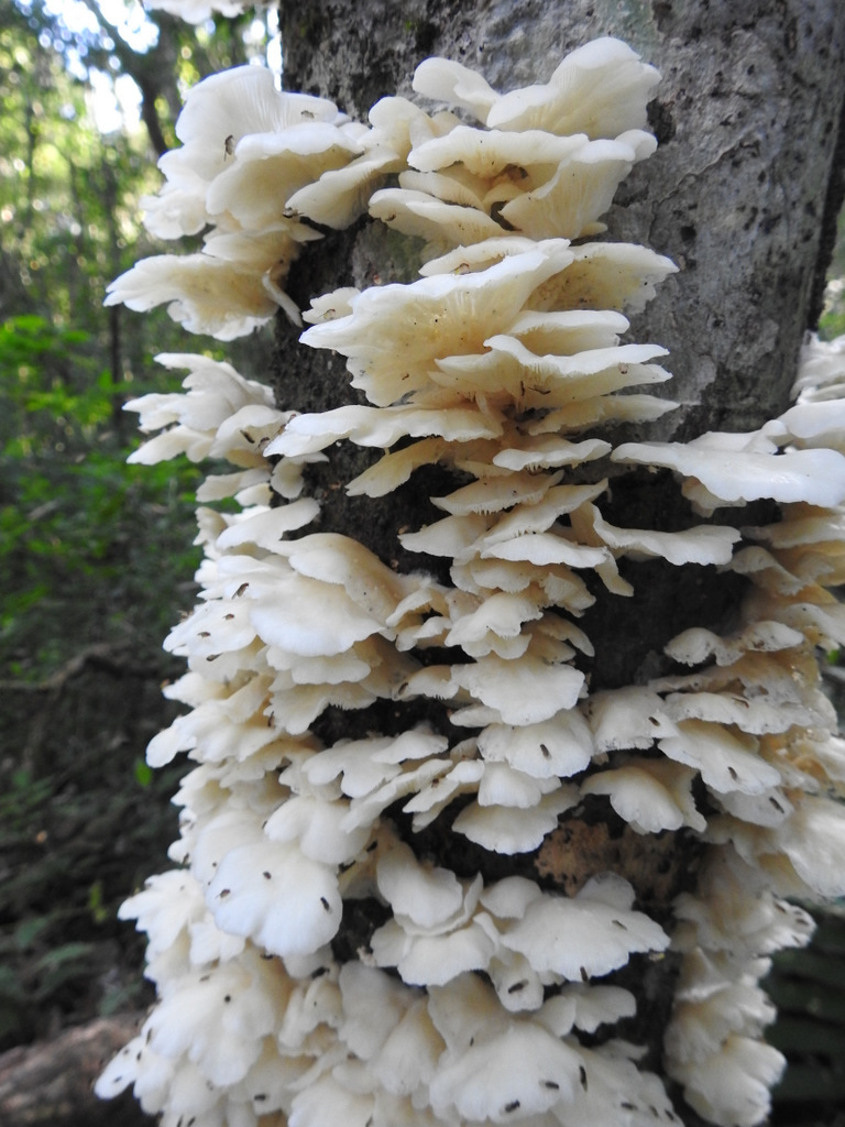 Pleurotus pulmonarius · June 2019 · photo: © guille (iNaturalist, cc-by)