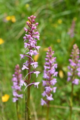 Gymnadenia
